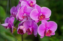 Fototapeta Kwiaty Orchidei 3D