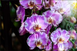 Fototapeta Piękne Orchidee