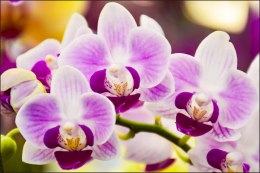 Fototapeta Tropikalna Orchidea