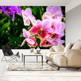 Fototapeta Kolorowe Orchidee 3D