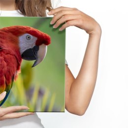 Obraz Na Płótnie Papuga Ara