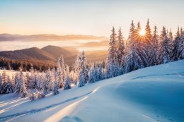 Fototapeta Impressive Winter Morning In Carpathian Mountains With Snow Covered Fir Trees. Colorful Outdoor Scene, Happy New Year