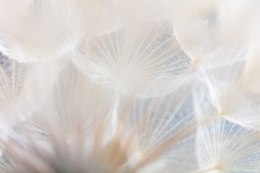 Fototapeta Abstract Dandeli. Seed Macro Closeup. Soft Focus