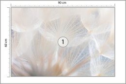 Fototapeta Abstract Dandeli. Seed Macro Closeup. Soft Focus