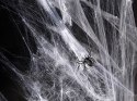 Pajęczyna dekoracyjna na Halloween + pająki biała 60g